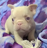 Pink Pink f, a female French Bulldog for sale in Jacksonville, FL – 3 of 3