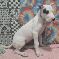 Blink, a female Dogo Argentino for sale in Madera, CA – Photo 1 of 10