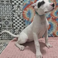 Blink, a female Dogo Argentino for sale in Madera, CA – Photo 5 of 10