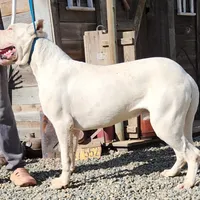 Blink, a female Dogo Argentino for sale in Madera, CA – Photo 7 of 10