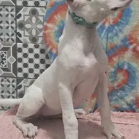 Blink, a female Dogo Argentino for sale in Madera, CA – Photo 4 of 10