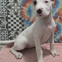 Blink, a female Dogo Argentino for sale in Madera, CA – Photo 2 of 10