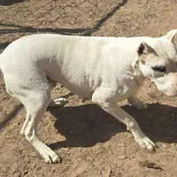 Blink, a female Dogo Argentino for sale in Madera, CA – Photo 6 of 10