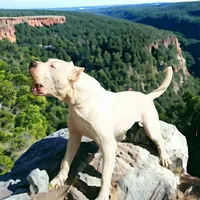 Blink, a female Dogo Argentino for sale in Madera, CA – Photo 10 of 10