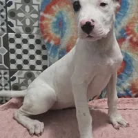 Blink, a female Dogo Argentino for sale in Madera, CA – Photo 3 of 10