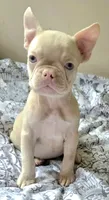 Pink Pink, a female French Bulldog for sale in Jacksonville, FL – 4 of 6