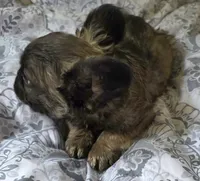 Sable FLUFFY BOI, a male French Bulldog for sale in Jacksonville, FL – 2 of 6