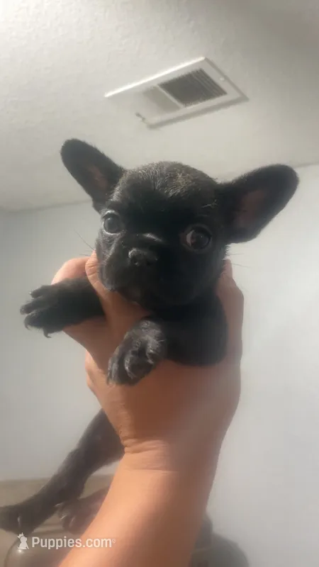 Motley – French Bulldog puppy for sale in Madera, CA