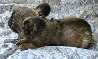 Sable FLUFFY BOI, a male French Bulldog for sale in Jacksonville, FL – 3 of 6