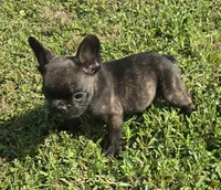 Burlington , a male French Bulldog for sale in Jacksonville, FL – 2 of 4
