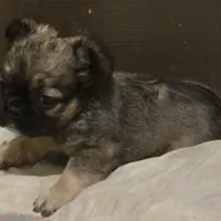 Fluffy Finesse, a female French Bulldog for sale in Madera, CA – Photo 4 of 5