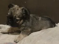 Fluffy Finesse, a female French Bulldog for sale in Madera, CA – Photo 4 of 5