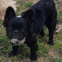 Fluffy Finesse, a female French Bulldog for sale in Madera, CA – Photo 2 of 5