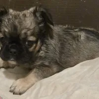 Fluffy Finesse, a female French Bulldog for sale in Madera, CA – Photo 5 of 5