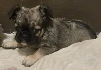 Fluffy Finesse, a female French Bulldog for sale in Madera, CA – Photo 5 of 5