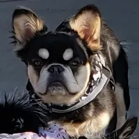 Fluffy Finesse, a female French Bulldog for sale in Madera, CA – Photo 1 of 5