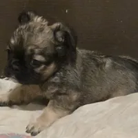 Fluffy Finesse, a female French Bulldog for sale in Madera, CA – Photo 3 of 5