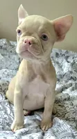 Pink Pink, a female French Bulldog for sale in Jacksonville, FL – 3 of 6