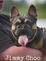 Pink Pink, a female French Bulldog for sale in Jacksonville, FL – 4 of 4