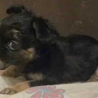 Fluffy Finesse, a female French Bulldog for sale in Madera, CA – Photo 4 of 4