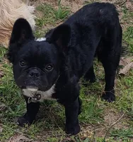 Fluffy Finesse, a female French Bulldog for sale in Madera, CA – Photo 3 of 4