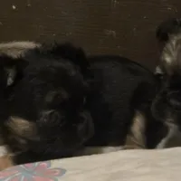 Fluffy Finesse, a female French Bulldog for sale in Madera, CA – Photo 2 of 4