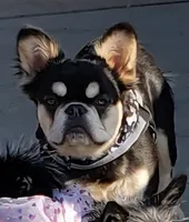 Fluffy Finesse, a female French Bulldog for sale in Madera, CA – Photo 1 of 4