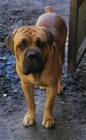 Getty Mage F, a female Cane Corso for sale in Madera, CA – 6 of 10