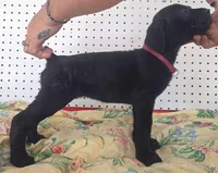 Getty Mage F, a female Cane Corso for sale in Madera, CA – 7 of 10
