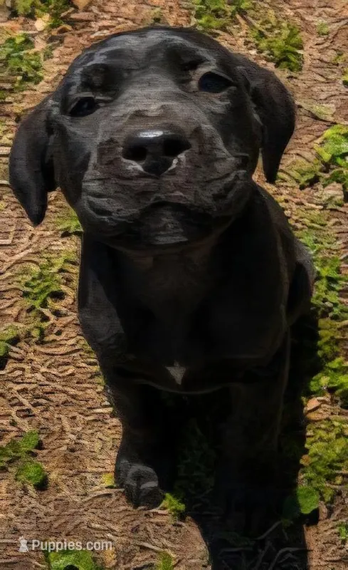 Getty Mage F – Cane Corso puppy for sale in Madera, CA