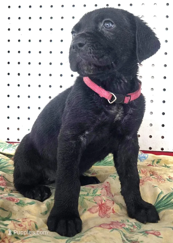 Getty Mage F – Cane Corso puppy for sale in Madera, CA