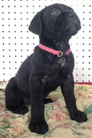 Getty Mage F, a female Cane Corso for sale in Madera, CA – 4 of 10