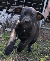 Getty Mage F, a female Cane Corso for sale in Madera, CA – 2 of 10