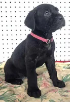 Getty Mage F, a female Cane Corso for sale in Madera, CA – 5 of 10