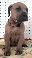 Getty Mage F, a female Cane Corso for sale in Madera, CA – 4 of 10
