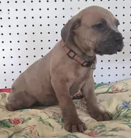 Getty Mage F, a female Cane Corso for sale in Madera, CA – 3 of 10