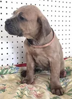 Getty Mage F, a female Cane Corso for sale in Madera, CA – 2 of 10