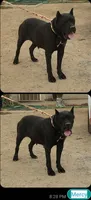 Getty Mage F, a female Cane Corso for sale in Madera, CA – 10 of 10