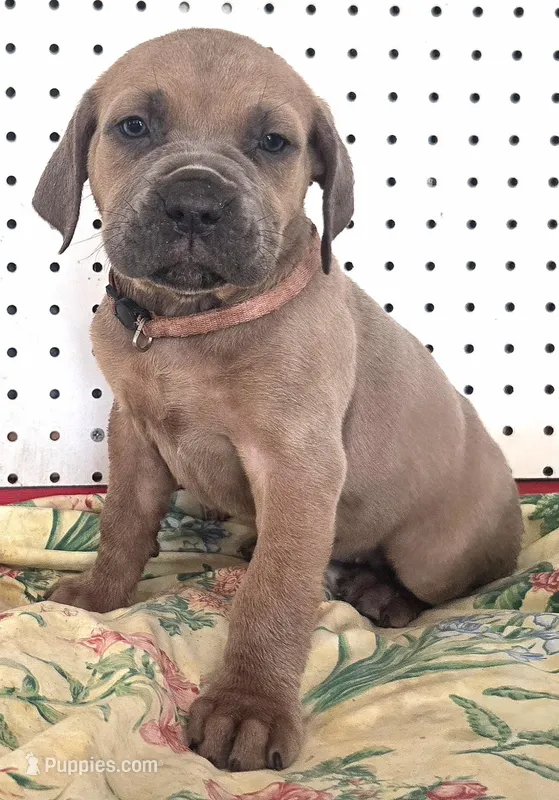 Getty Mage F – Cane Corso puppy for sale in Madera, CA