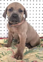 Getty Mage F, a female Cane Corso for sale in Madera, CA – 1 of 10