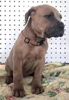 Getty Mage F, a female Cane Corso for sale in Madera, CA – 5 of 10