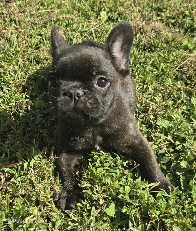 Burlington  – French Bulldog puppy for sale in Jacksonville, FL