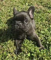 Burlington , a male French Bulldog for sale in Jacksonville, FL – 1 of 4