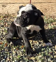 Panda, a female English Bulldog for sale in Madera, CA – Photo 2 of 10