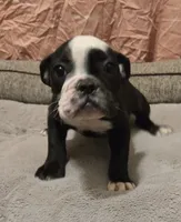 Panda, a female English Bulldog for sale in Madera, CA – Photo 3 of 10