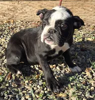 Panda, a female English Bulldog for sale in Madera, CA – Photo 9 of 10