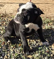 Panda, a female English Bulldog for sale in Madera, CA – Photo 8 of 10