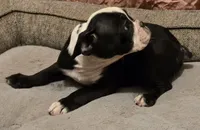 Panda, a female English Bulldog for sale in Madera, CA – Photo 5 of 10