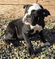 Panda, a female English Bulldog for sale in Madera, CA – Photo 1 of 10