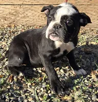 Panda, a female English Bulldog for sale in Madera, CA – Photo 10 of 10